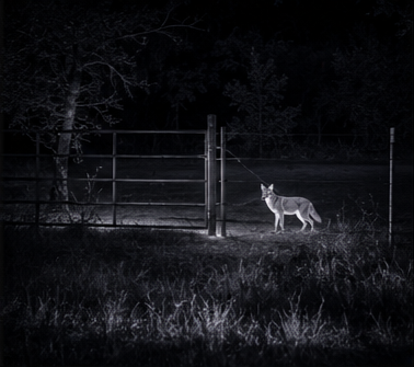 Pick out a coyote at distance