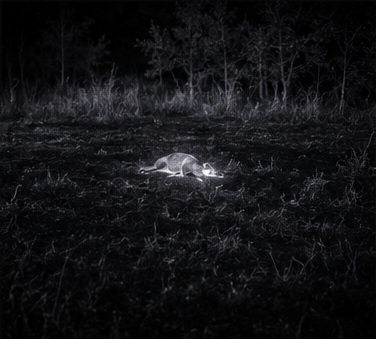 Find a downed animal by its heat